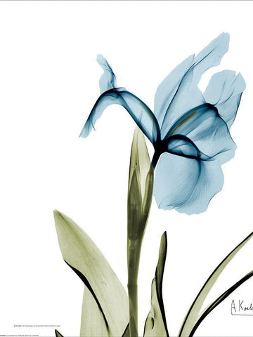 Iris B76 White Modern Wood Framed Art Print with Double Matting by Koetsier, Albert