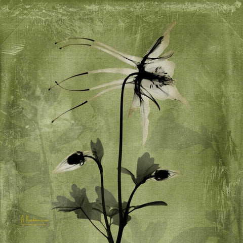 Columbine White Modern Wood Framed Art Print with Double Matting by Koetsier, Albert