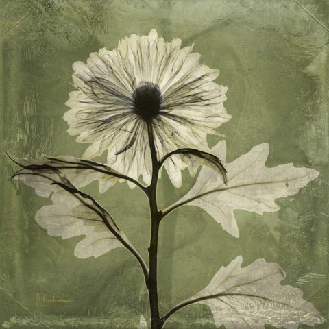 Chrysanthemum Gold Ornate Wood Framed Art Print with Double Matting by Koetsier, Albert