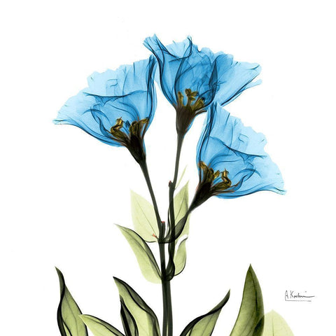 Gentian Sapphire L301 Gold Ornate Wood Framed Art Print with Double Matting by Koetsier, Albert