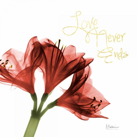 Amaryllis Endless Love Black Ornate Wood Framed Art Print with Double Matting by Koetsier, Albert