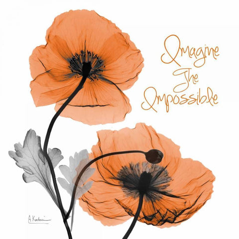 Imagine Iceland Poppy Black Modern Wood Framed Art Print with Double Matting by Koetsier, Albert