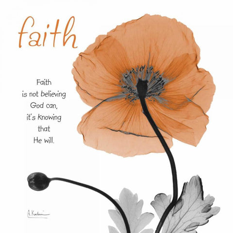 Iceland Poppy Faith White Modern Wood Framed Art Print with Double Matting by Koetsier, Albert