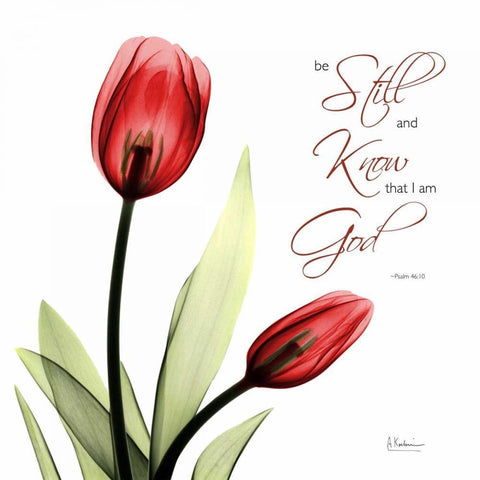 Be Still Tulip C64 Black Ornate Wood Framed Art Print with Double Matting by Koetsier, Albert