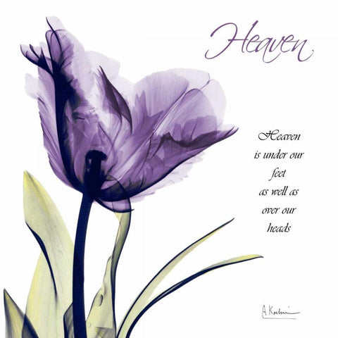 Tulip Heaven White Modern Wood Framed Art Print with Double Matting by Koetsier, Albert
