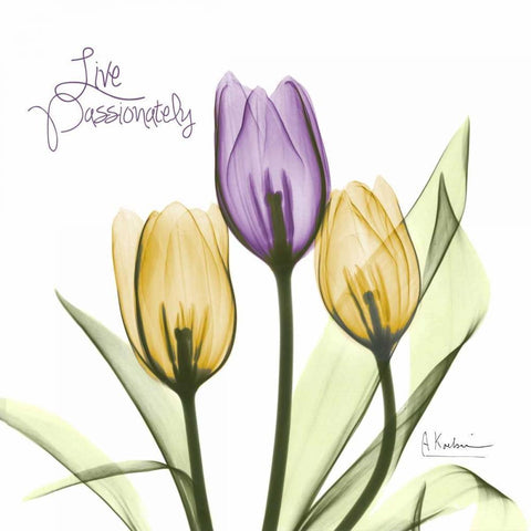 Live Passionately Tulips Black Modern Wood Framed Art Print with Double Matting by Koetsier, Albert