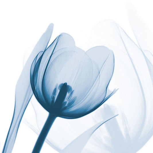 Image Only
