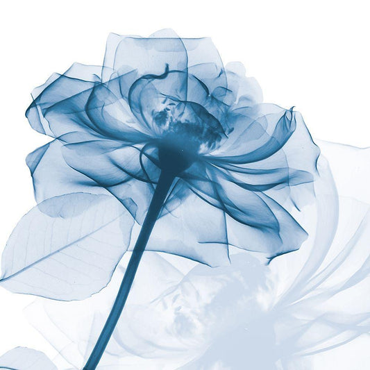 Image Only