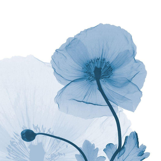 Image Only