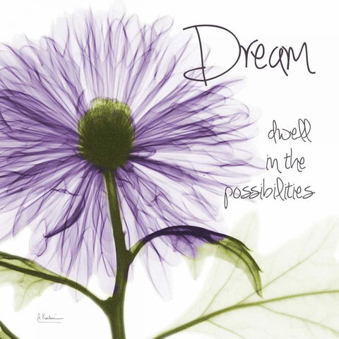 Purple Chrysanthemum Dream Black Modern Wood Framed Art Print with Double Matting by Koetsier, Albert