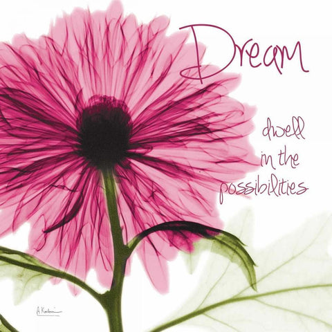 Pink Chrysanthemum Dream White Modern Wood Framed Art Print by Koetsier, Albert