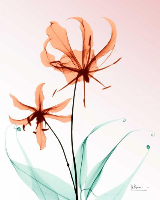 Image Only