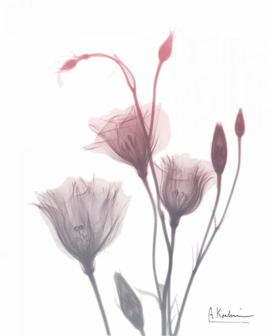 Image Only