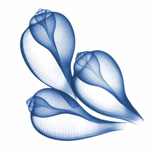 Image Only