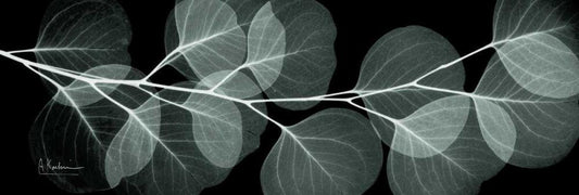 Image Only