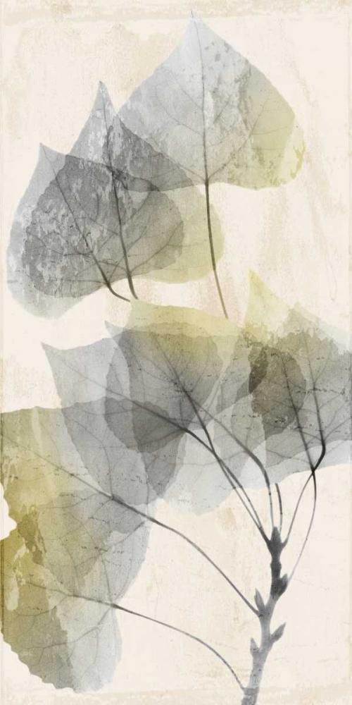 Image Only