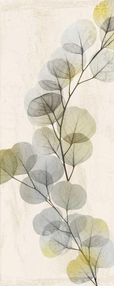 Image Only
