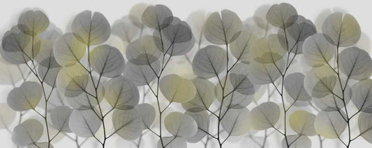 Image Only