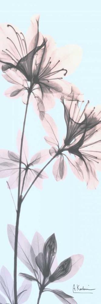 Image Only