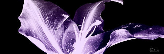 Image Only