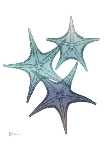 Starfish Ombre 2 White Modern Wood Framed Art Print with Double Matting by Koetsier, Albert