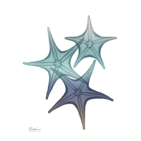 Starfish Ombre 2 Black Modern Wood Framed Art Print with Double Matting by Koetsier, Albert