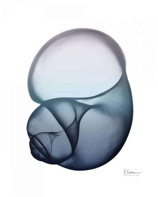 Image Only