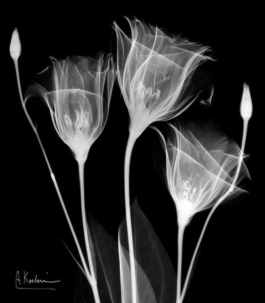 Image Only