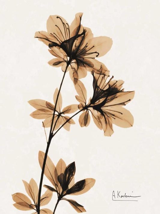 Image Only
