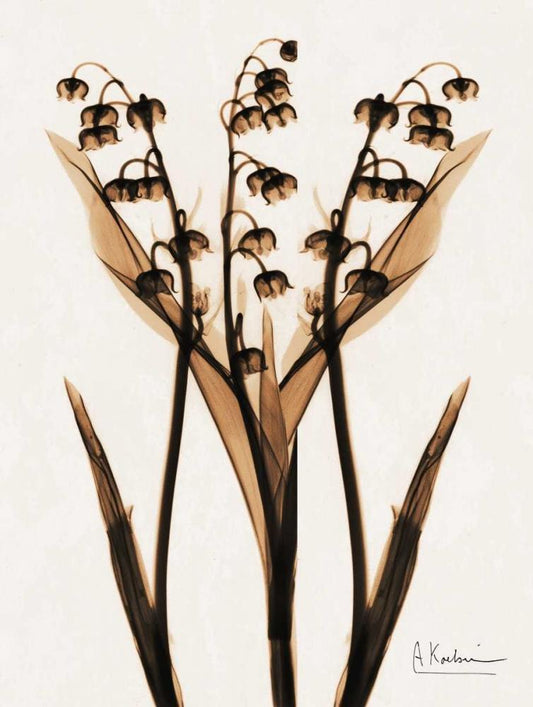 Image Only