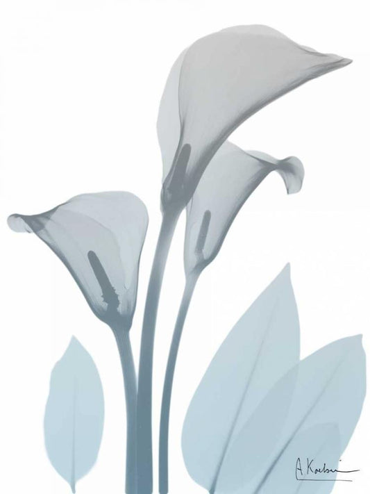 Image Only