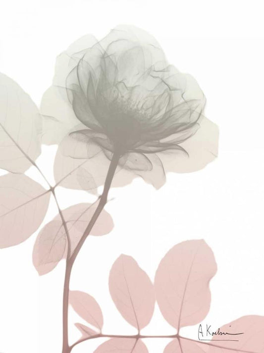 Image Only
