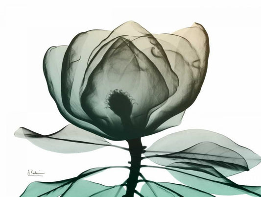 Image Only