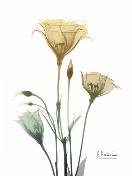 Image Only