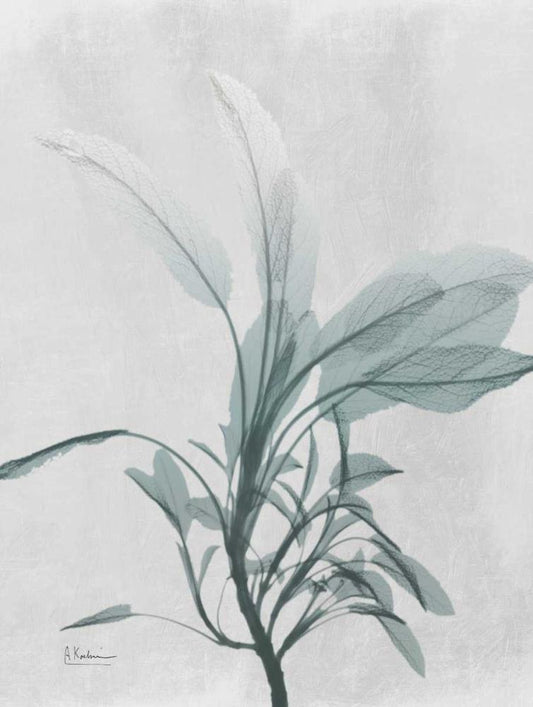 Image Only