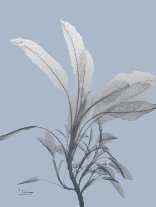Image Only