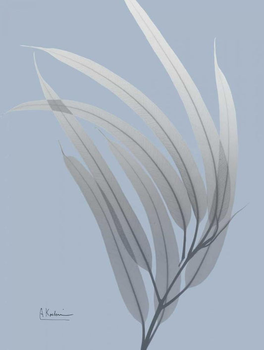 Image Only