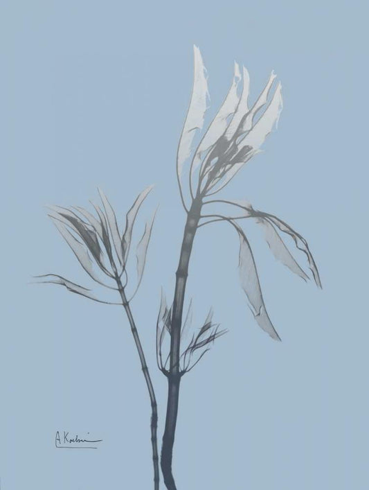 Image Only