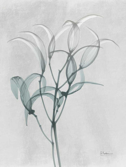 Image Only