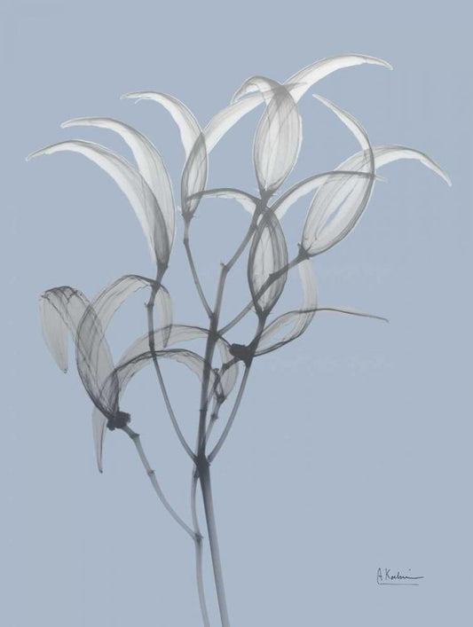 Image Only