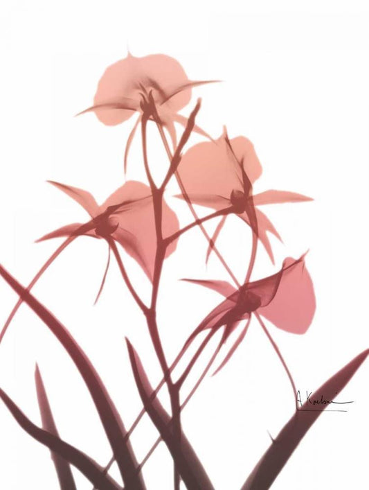 Image Only