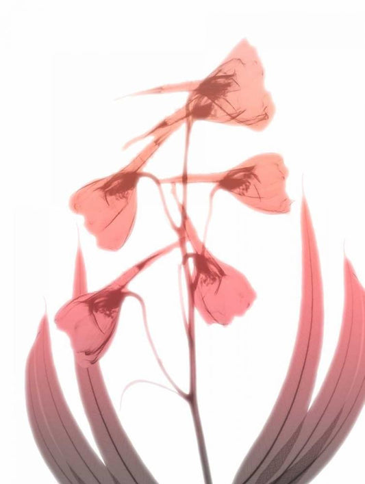 Image Only