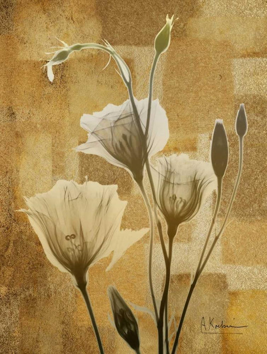 Image Only