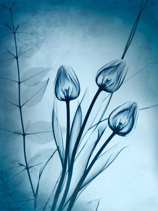 Image Only