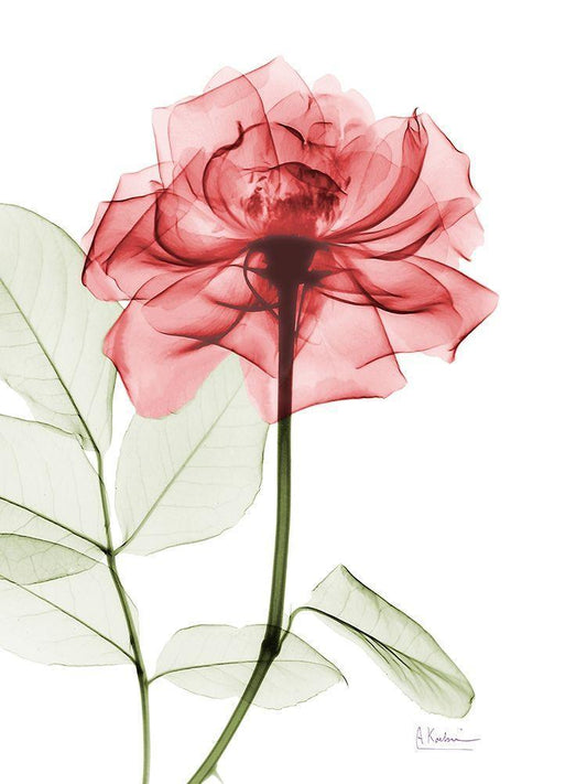 Image Only