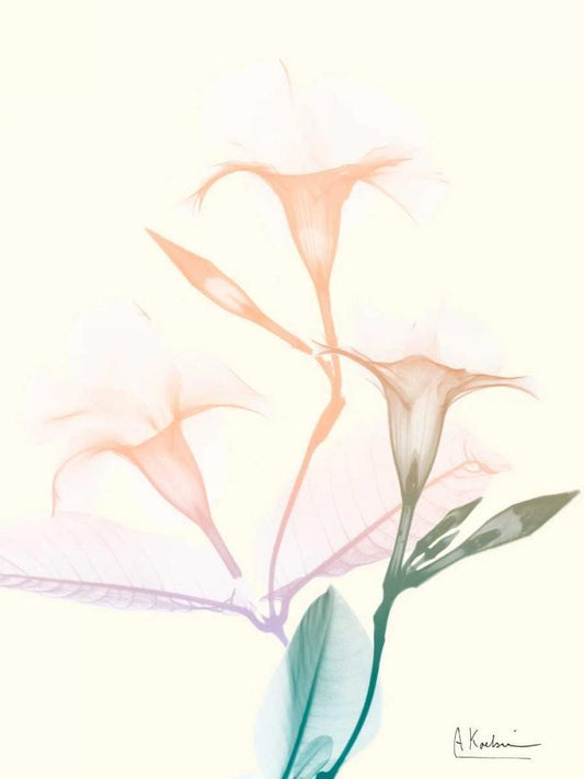 Image Only