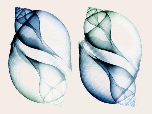 Image Only