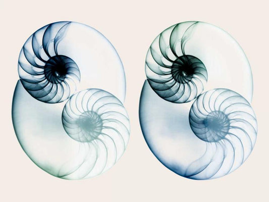 Image Only