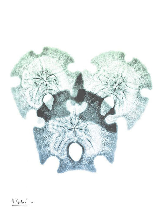 Image Only