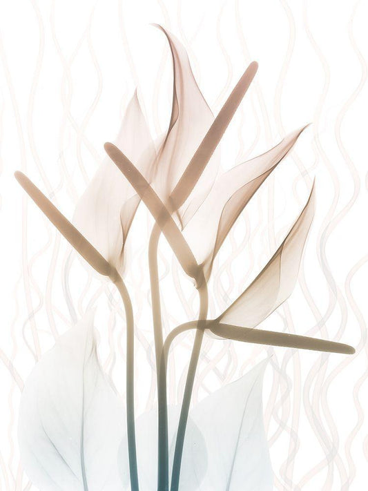 Image Only